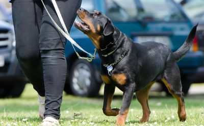 Cum pregatim cainele pentru calatoriile cu masina